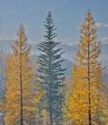 USA, Washington. Larch trees in autumn color Loup Loup State Forest, smoke from controlled burn Art Print